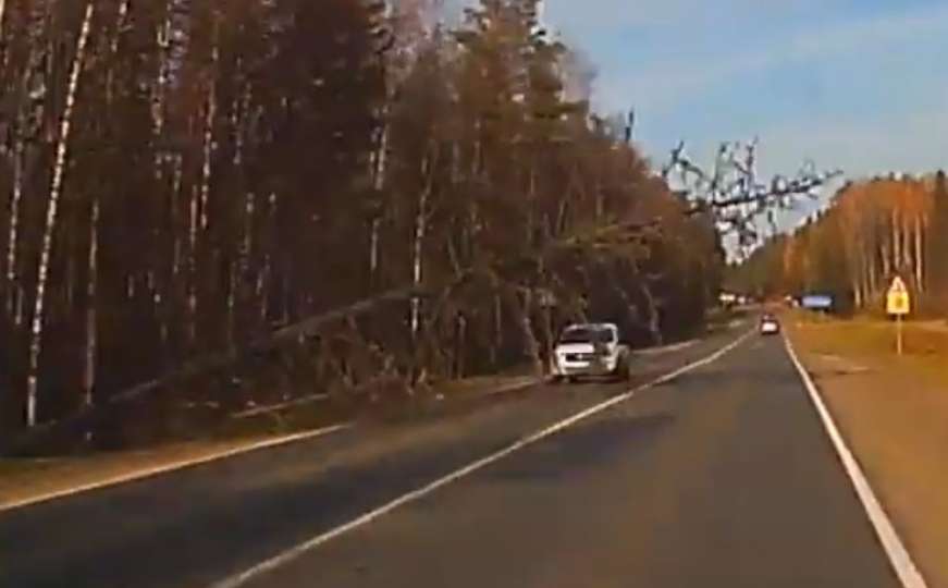 Horor na cesti: Možete li zamisliti da drvo pada ispred vašeg automobila u brzini