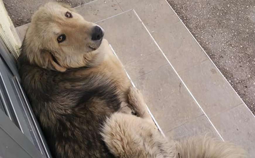 Dogs Trust: Neko ko je ovo uradio psima, opasan je po ljude