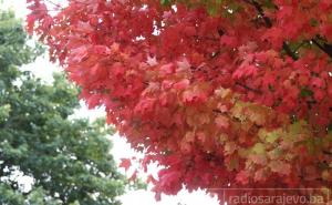 Zlatna jesen u Sarajevu: Magične boje lišća i šetači