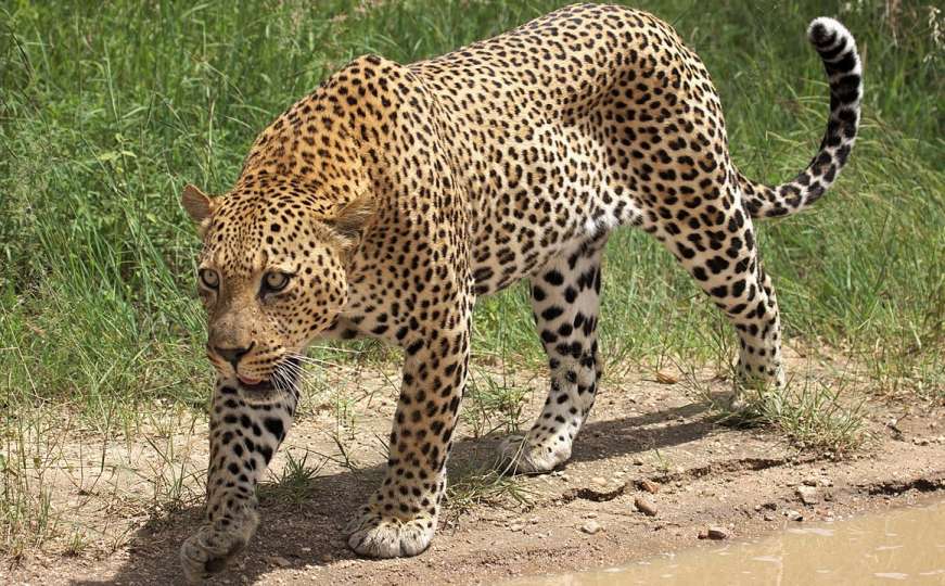Herojka dana: Djevojčica (11) spasila brata (4) od napada leoparda