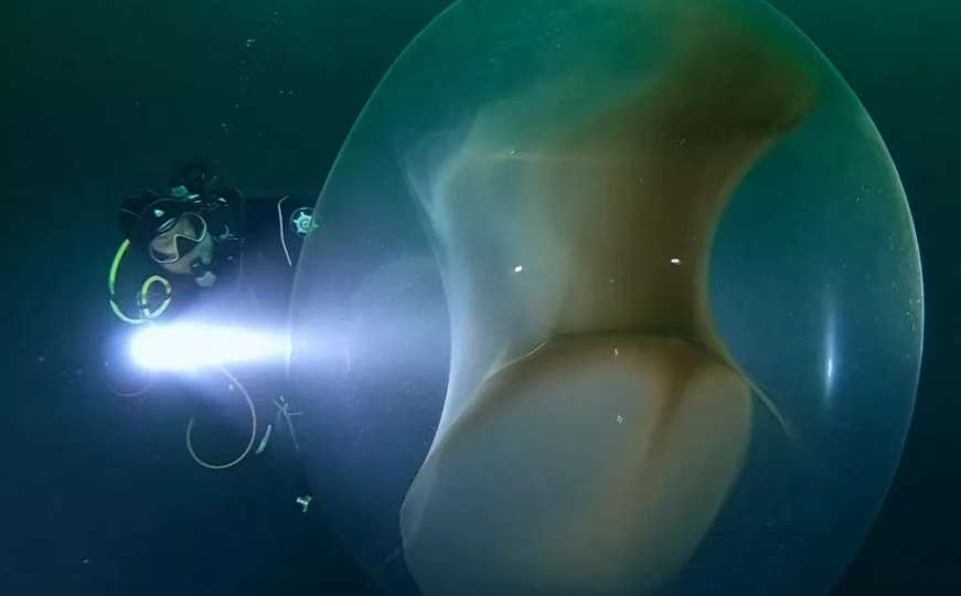 Naučnici snimili jezivi prizor: Divovsko jaje pluta u moru