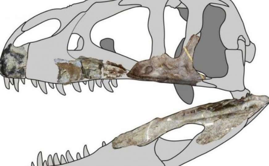 Pronađeni fosili dinosaura koji je imao zube slične onima kod ajkule