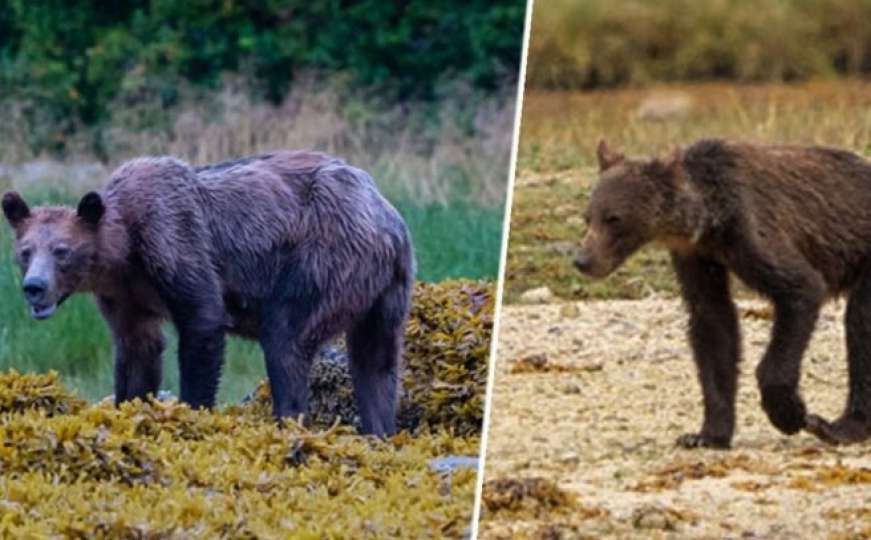Potresne fotografije jadnih životinja: Medvjedi gladuju, ribe više nema