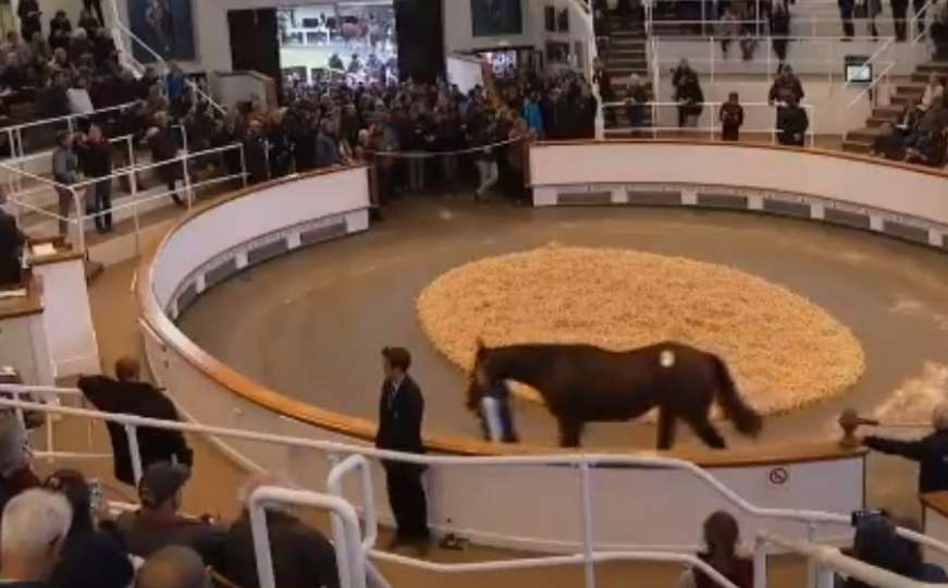 Šeik iz Dubaija potrošio četiri miliona dolara za novog konja