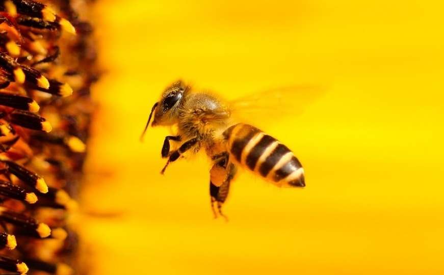 Sad i zvanično: Pčele su proglašene NAJVAŽNIJIM bićima na našoj planeti