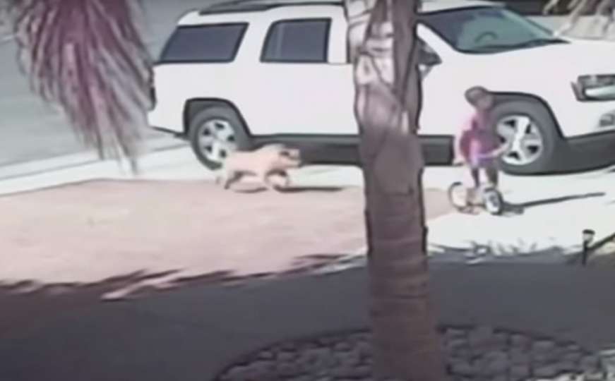 Sve snimile nadzorne kamere: Hrabra maca spasila 4-godišnjaka od napada psa