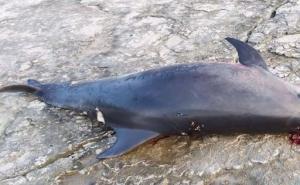 U Puli pronađen izboden delfin, fotografije su uznemirujuće
