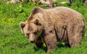 Muškarca napao medvjed: Zaledio sam se od straha!
