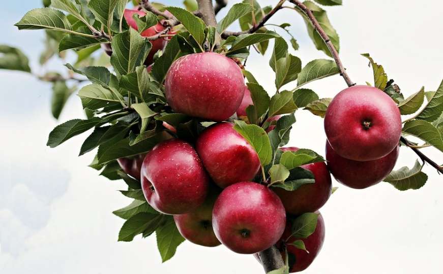 Svjetski dan omiljene voćke: Jabuka na dan tjera doktora van