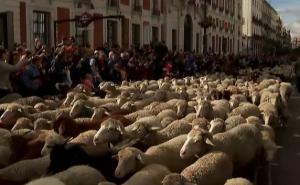 Umjesto vozila: Hiljade ovaca prošetalo ulicama Madrida