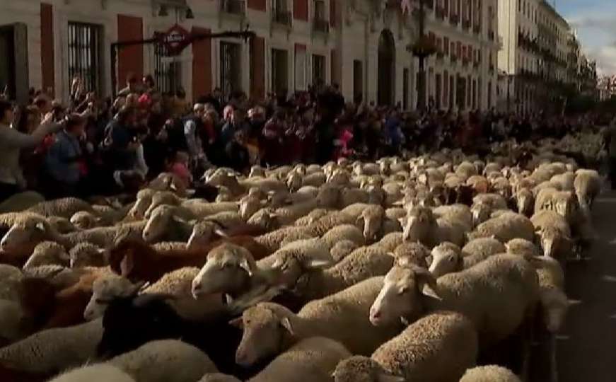 Umjesto vozila: Hiljade ovaca prošetalo ulicama Madrida