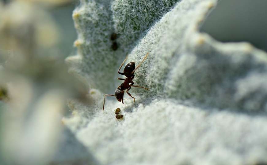 Najbrži mrav na svijetu: Pređe više od 80 metara u sekundi