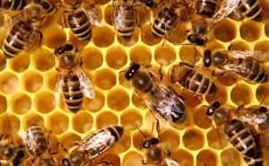 EU zabranila još jedan pesticid opasan za ljude i pčele