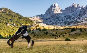 Prenj, Bosanski brdski konj i predivna priroda kroz objektiv Dženada Džine