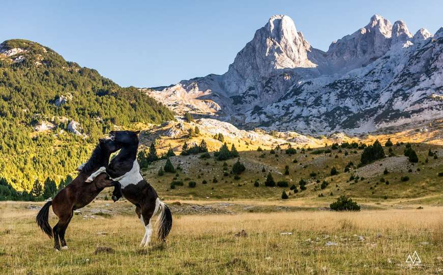 Prenj, Bosanski brdski konj i predivna priroda kroz objektiv Dženada Džine