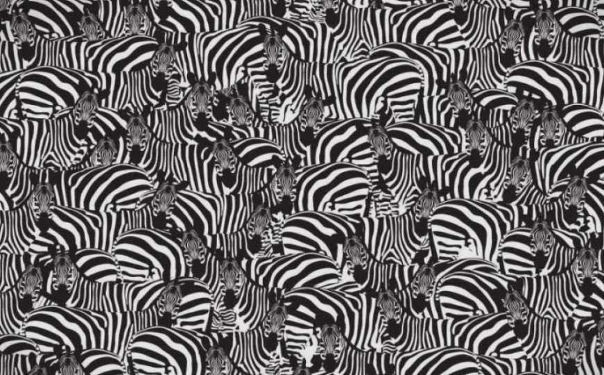 Dobro pogledajte ovu fotografiju: Možete li naći klavijaturu među zebrama 