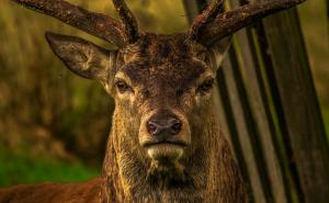 Lovac mislio da je ubio jelena - ranjena životinja ustala i rogovima ubila lovca