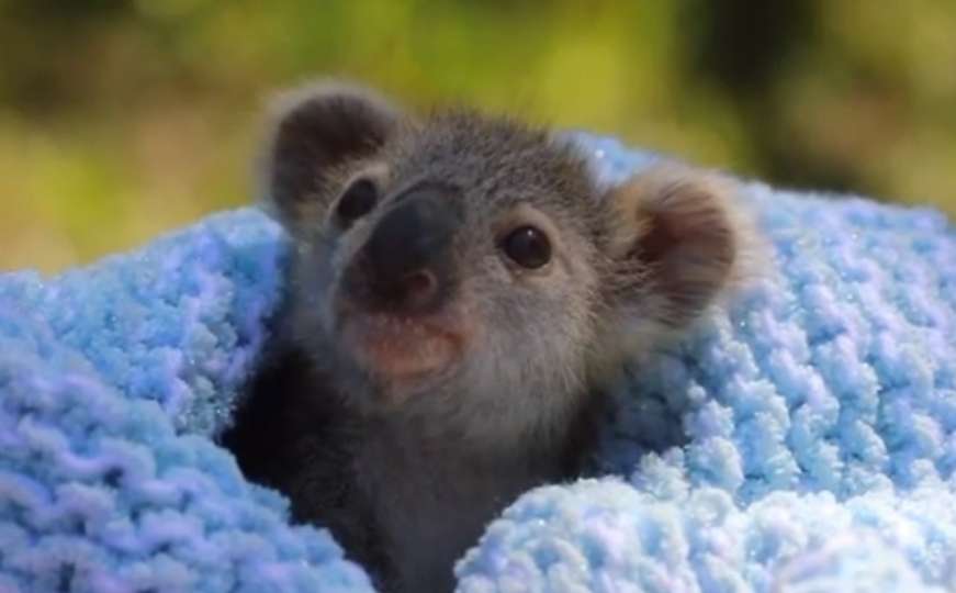 Beba koala osvojila srca svijeta svojim prvim pojavljivanjem