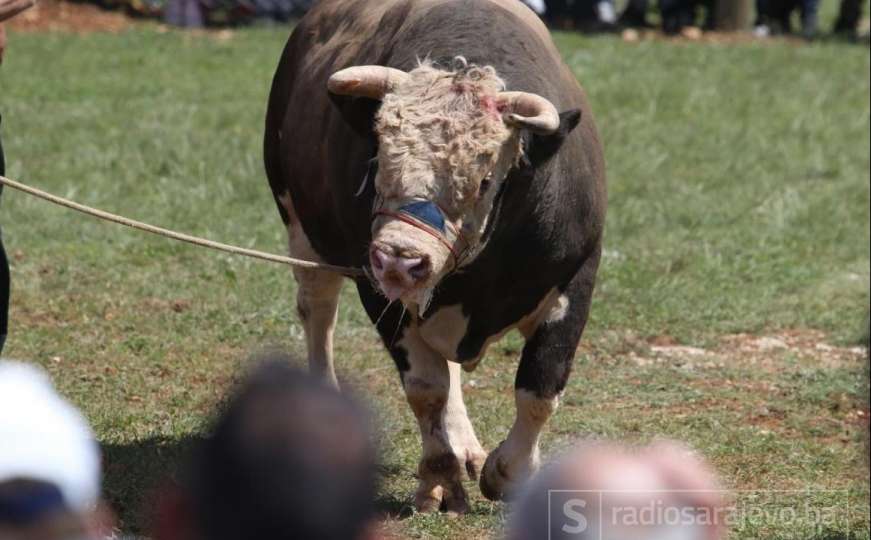Policija uhvatila bika koji je bježao po Dalmaciji, on im opet pobjegao 