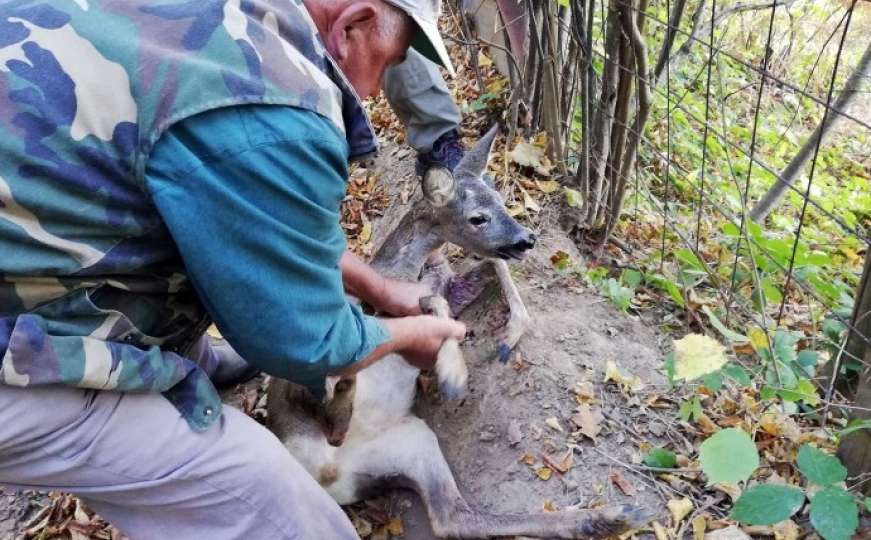 U šumi iznad vogošćanskog sela spašena mlada srna