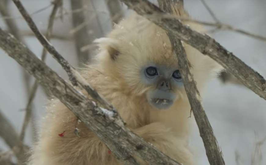 Nakon 50 godina Attenborough uspio snimiti rijetke majmune