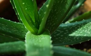 Tri sobne biljke koje uspijevaju i onima kojima sve druge venu