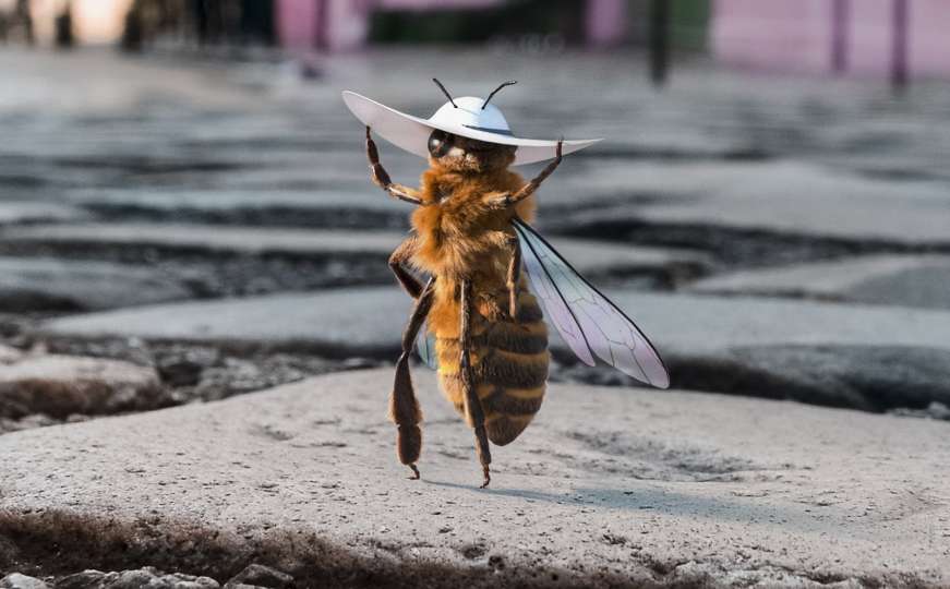 Jedna pčela je postala influenserka zbog humanog cilja