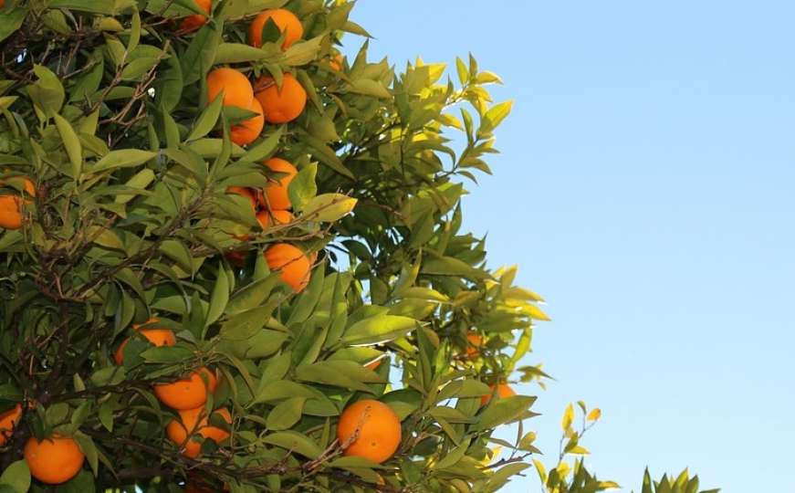 Sezona je mandarina: Sedam razloga zašto ćete ovo voće jesti svaki dan