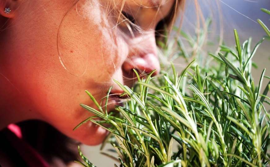 Popravite i raspoloženje i zdravlje: Svaki dan udišite ovu biljku po 5 minuta