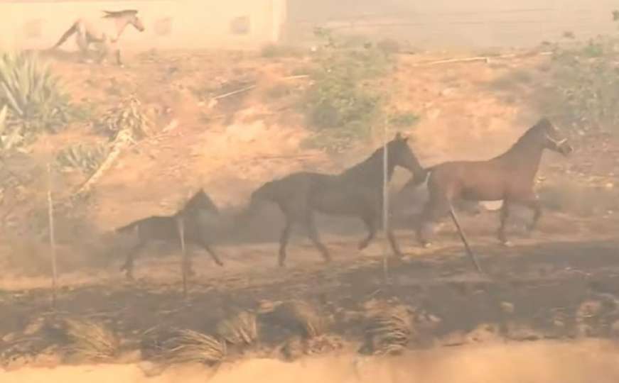Konja spasili iz požara, ali se on vratio po drugove