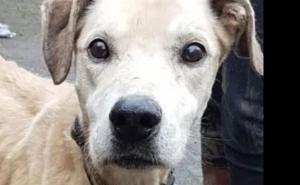 Slike šokirale javnost: Možete li zamisliti pakao kroz koji je prošao ovaj pas