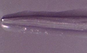 Žena pronašla parazitske crve u očima nakon što je prošla kroz roj muha