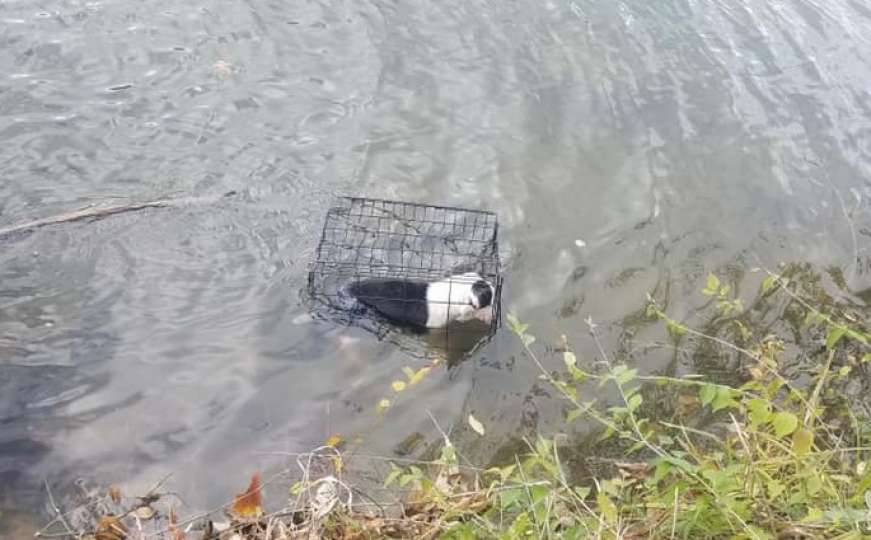 Psa zatvorili u kavez i bacili u jezero: Satima se borio za život u hladnoj vodi