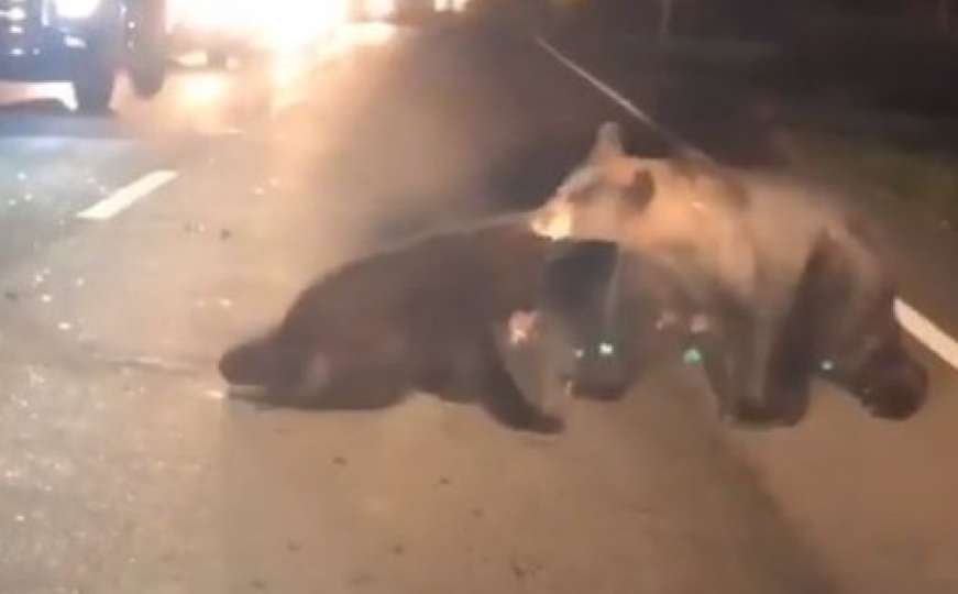 Tri medvjeda spašavalo mladunče koje je udario automobil