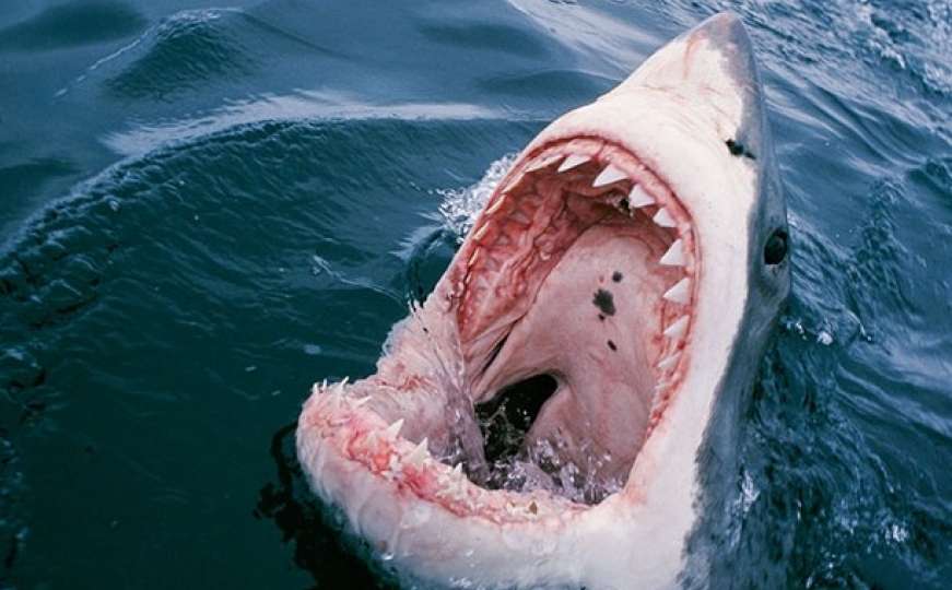 Istraživače šokiralo šta su pronašli u utrobi morskog psa