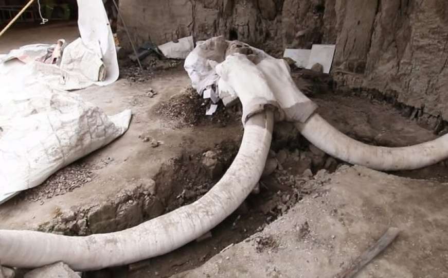 Najveće otkriće ove vrste: Otkrivene kosti 14 mamuta