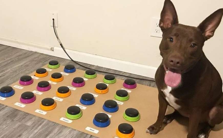 Pas naučio komunicirati sa vlasnicom koristeći nevjerovatan uređaj 