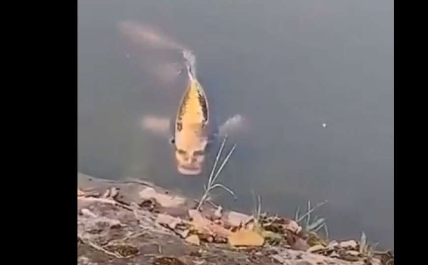 Ko se usuđuje da je pojede: Snimljena riba s ljudskim licem