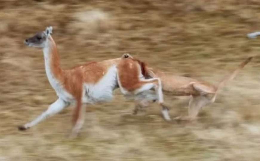 Snimak koji je mnoge ostavio bez daha: Puma pokušava uhvatiti veliki plijen 