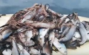 Nakon oluje u Dalmaciji: Ribari nisu mogli vjerovati šta su izvukli iz mreže