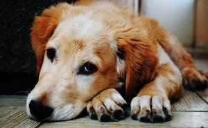 Najveće istraživanje o starenju pasa do sad: Potrebno 10.000 ljubimaca