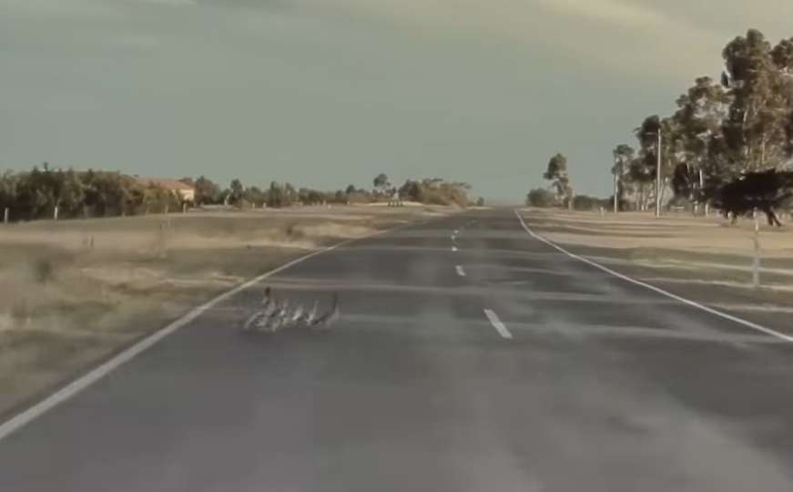 Pogledajte reakciju Teslinog autopilota kojom je spasio patke na cesti