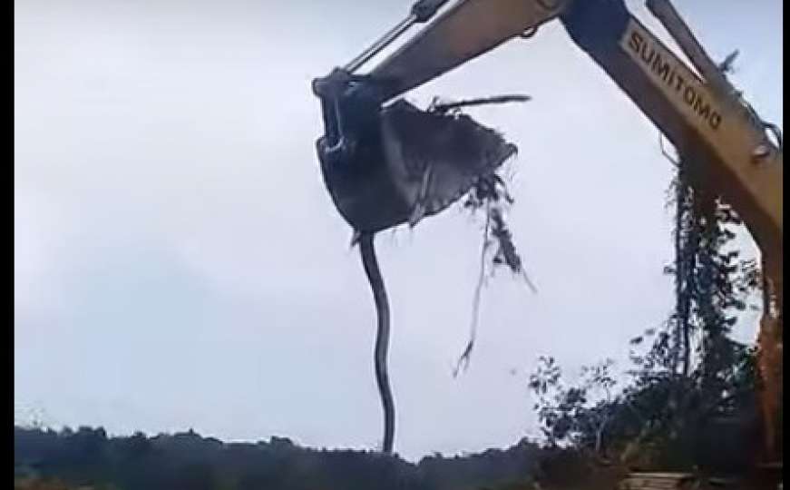 Čudovište iz zemlje: Bagerom slučajno iskopali divovsku anakondu