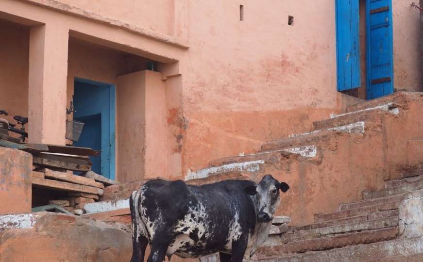 Zbog krađe krave u Indiji kamenovane dvije osobe 