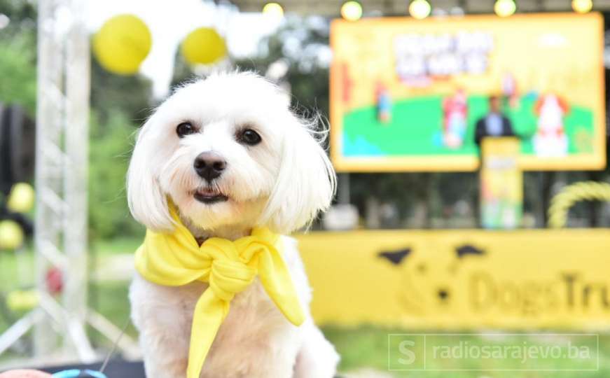 Dogs Trust događaj u Sarajevu: "Moj pas i ja, prava drugara dva"