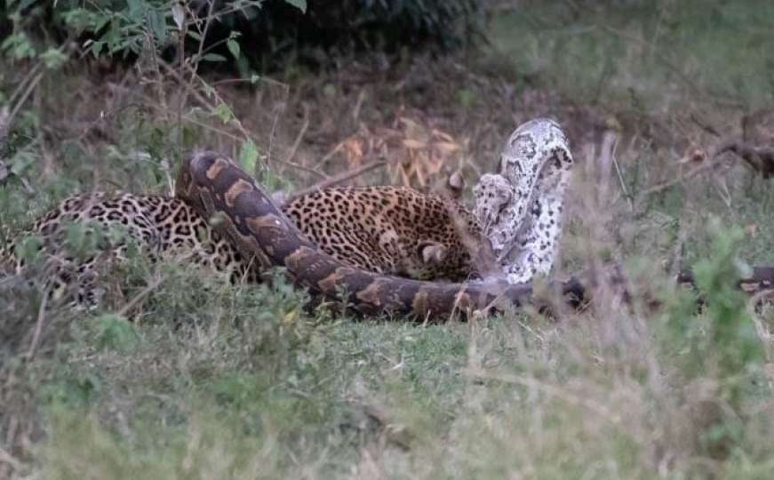 Slučajno snimili nevjerovatnu bitku leoparda i pitona 