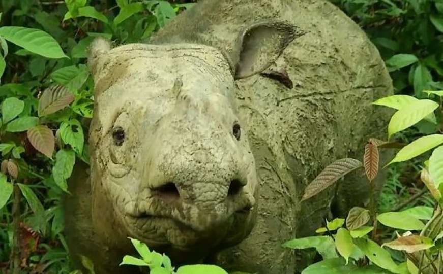 Sada su izumrli u Maleziji: Uginula posljednja ženka sumatranskog nosoroga 