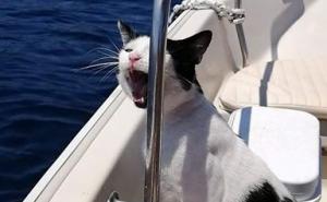 Građani Visa traže svoga mačka