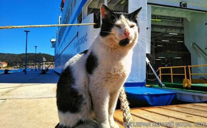 Sretna vijest: Pronađen mačak Lučki, vraća se kući na Vis