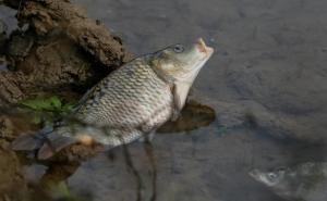 Mještani uvjereni: Pomor ribe zbog otpadnih voda iz deponije Uborak